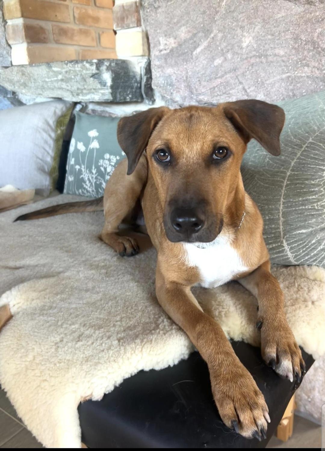 Mario, a Adoptable Mixed Breed in kitchener, ON image 3/5