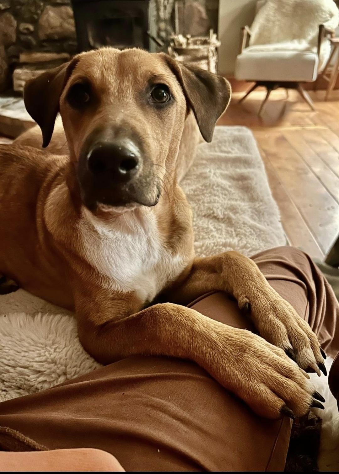 Mario, a Adoptable Mixed Breed in kitchener, ON image 4/5