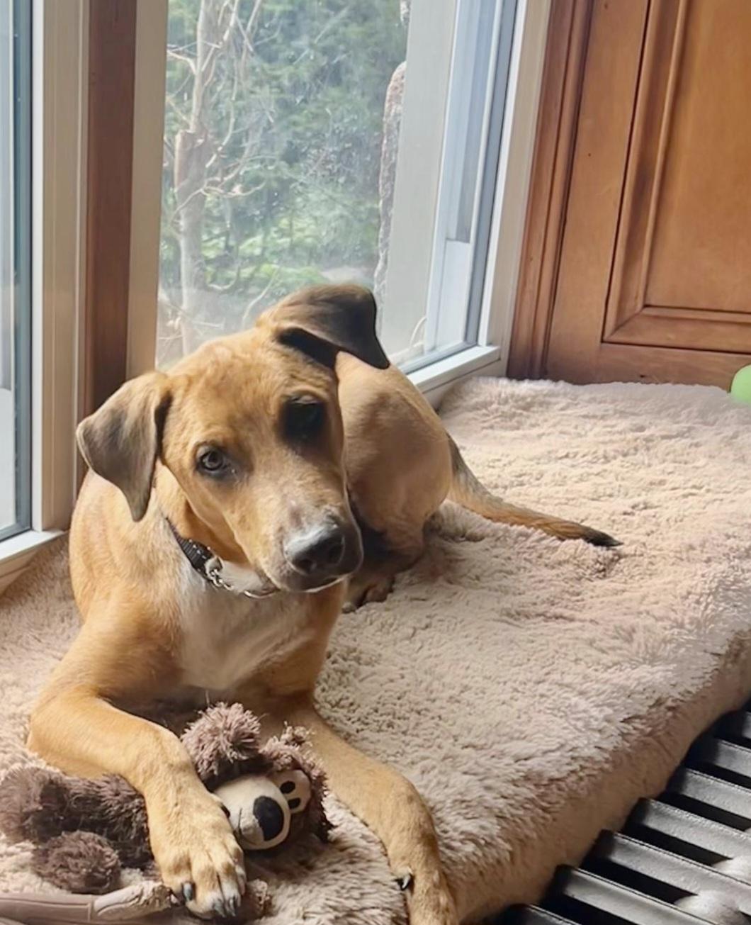 Mario, a Adoptable Mixed Breed in kitchener, ON image 5/5