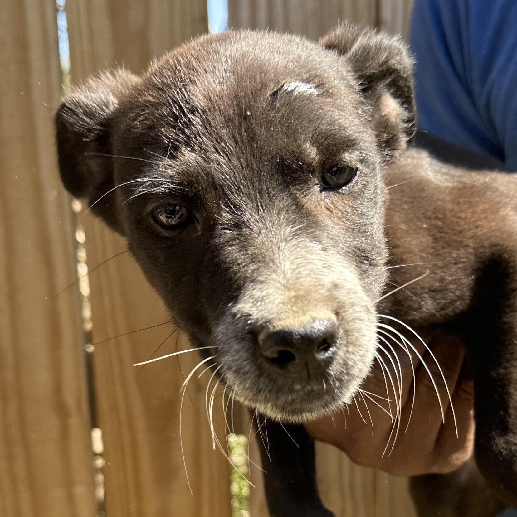 Enlarge Blazer - Local May 22-24, an adoptable mixed breed in Johnston, RI image 3/5