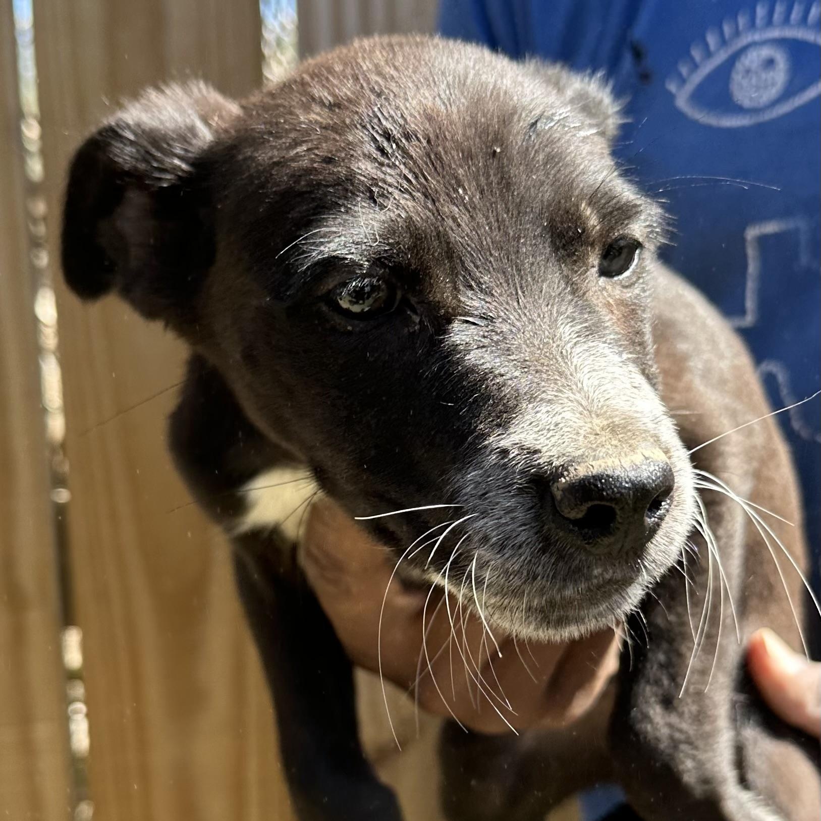 Blazer - Local May 22-24, adoptable, Puppy Male Australian Cattle Dog / Blue Heeler & Labrador Retriever.