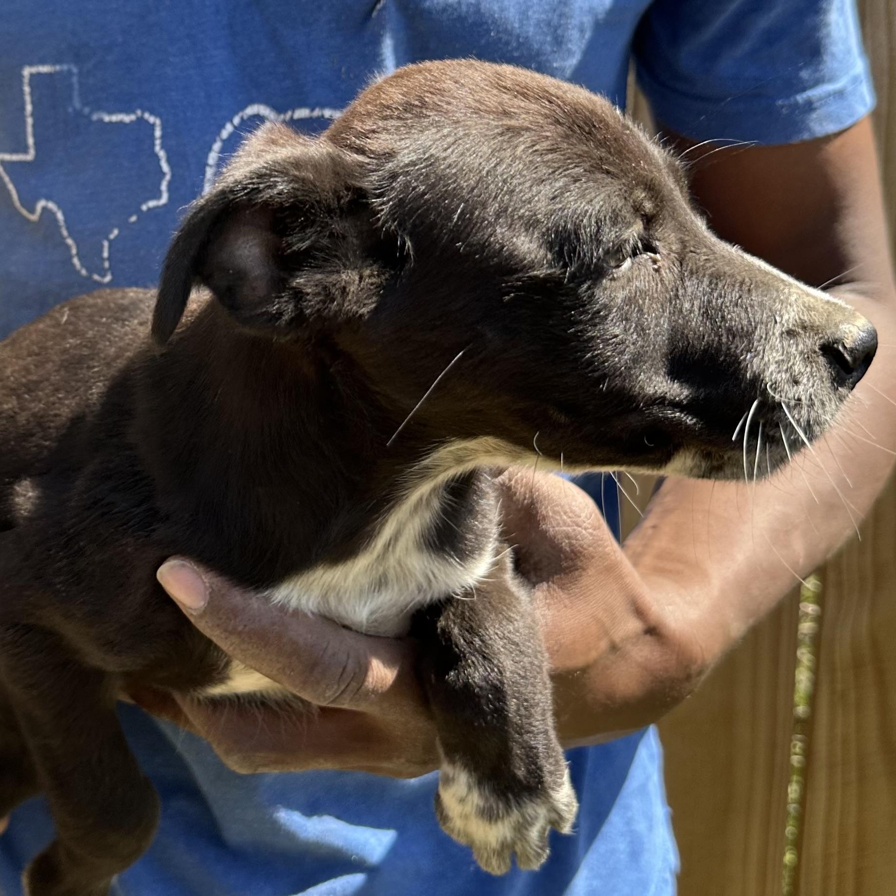 Enlarge Blazer - Local May 22-24, an adoptable mixed breed in Johnston, RI image 5/5