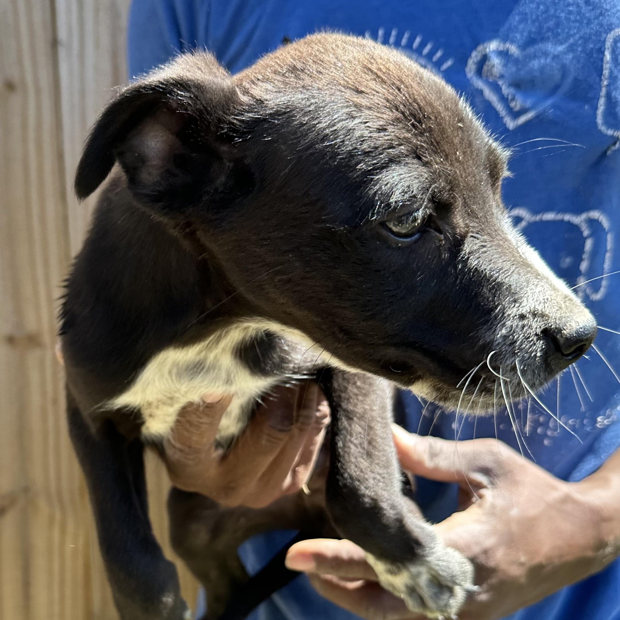 Enlarge Blazer - Local May 22-24, an adoptable mixed breed in Johnston, RI image 2/5