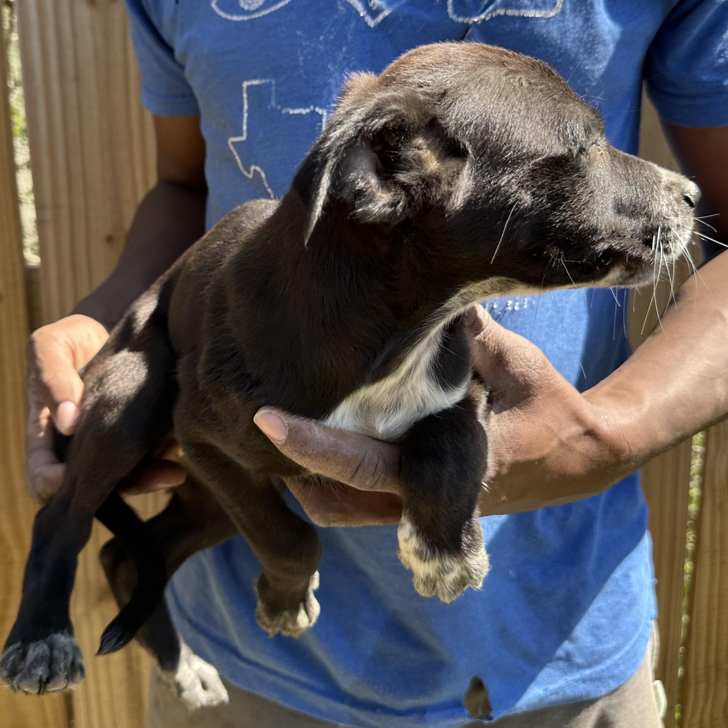 Enlarge Blazer - Local May 22-24, an adoptable mixed breed in Johnston, RI image 4/5