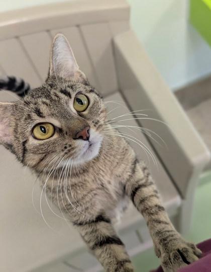 Mrs. Claws thumbnail 2