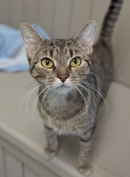 Mrs. Claws thumbnail 4