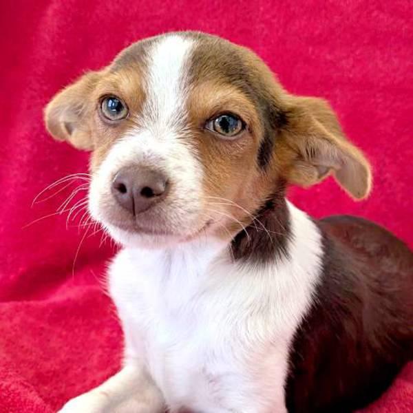 Enlarge Kiwi, a Adoptable mixed breed in Fort Davis, TX image 1/2