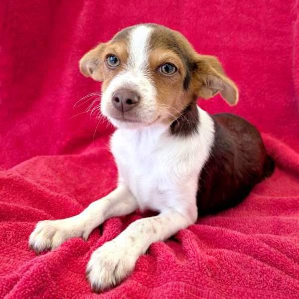 Enlarge Kiwi, a Adoptable mixed breed in Fort Davis, TX image 2/2