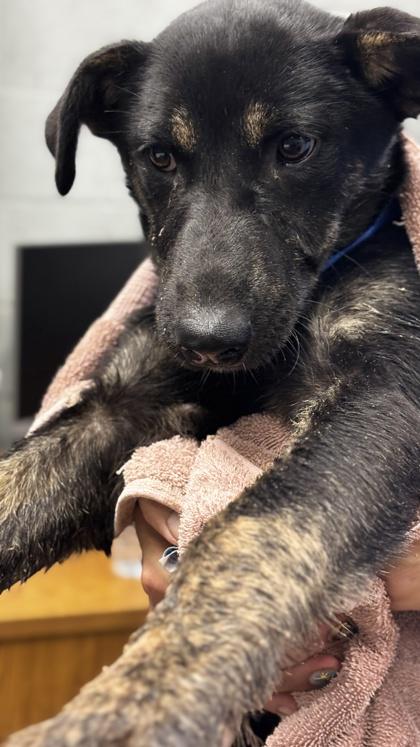 Nate, Adoptable, Adult Male Mixed Breed & Mixed Breed.