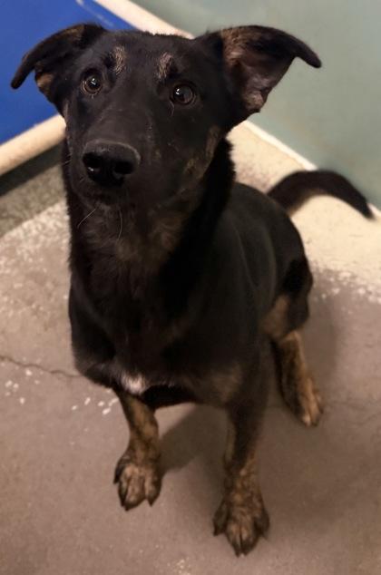 Enlarge Nate, a Adoptable mixed breed in Madera, CA image 3/3