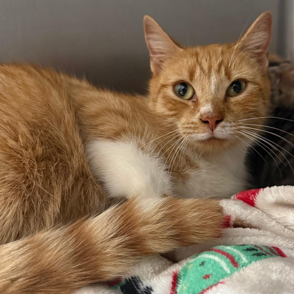 Enlarge Stuffin, a Adoptable Domestic Short Hair in Blairsville, GA image 1/1