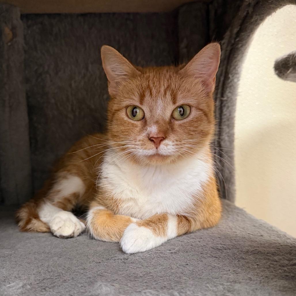 Enlarge Stuffin, a Adoptable Domestic Short Hair in Blairsville, GA image 2/2