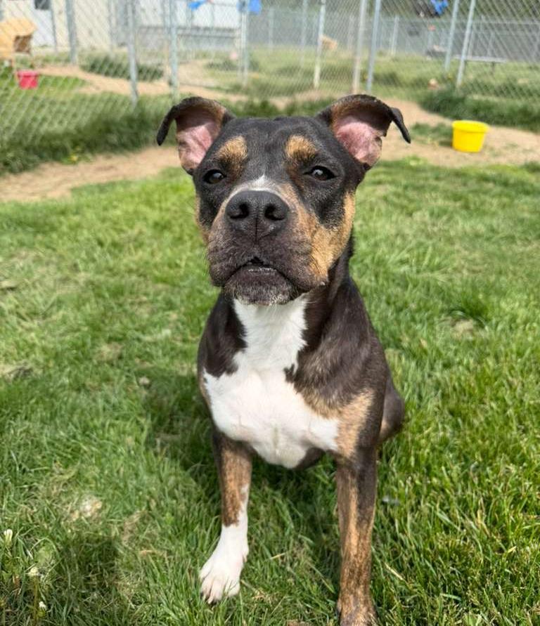 Enlarge Fergie, a ADOPTABLE mixed breed in Benton Harbor, MI image 3/6