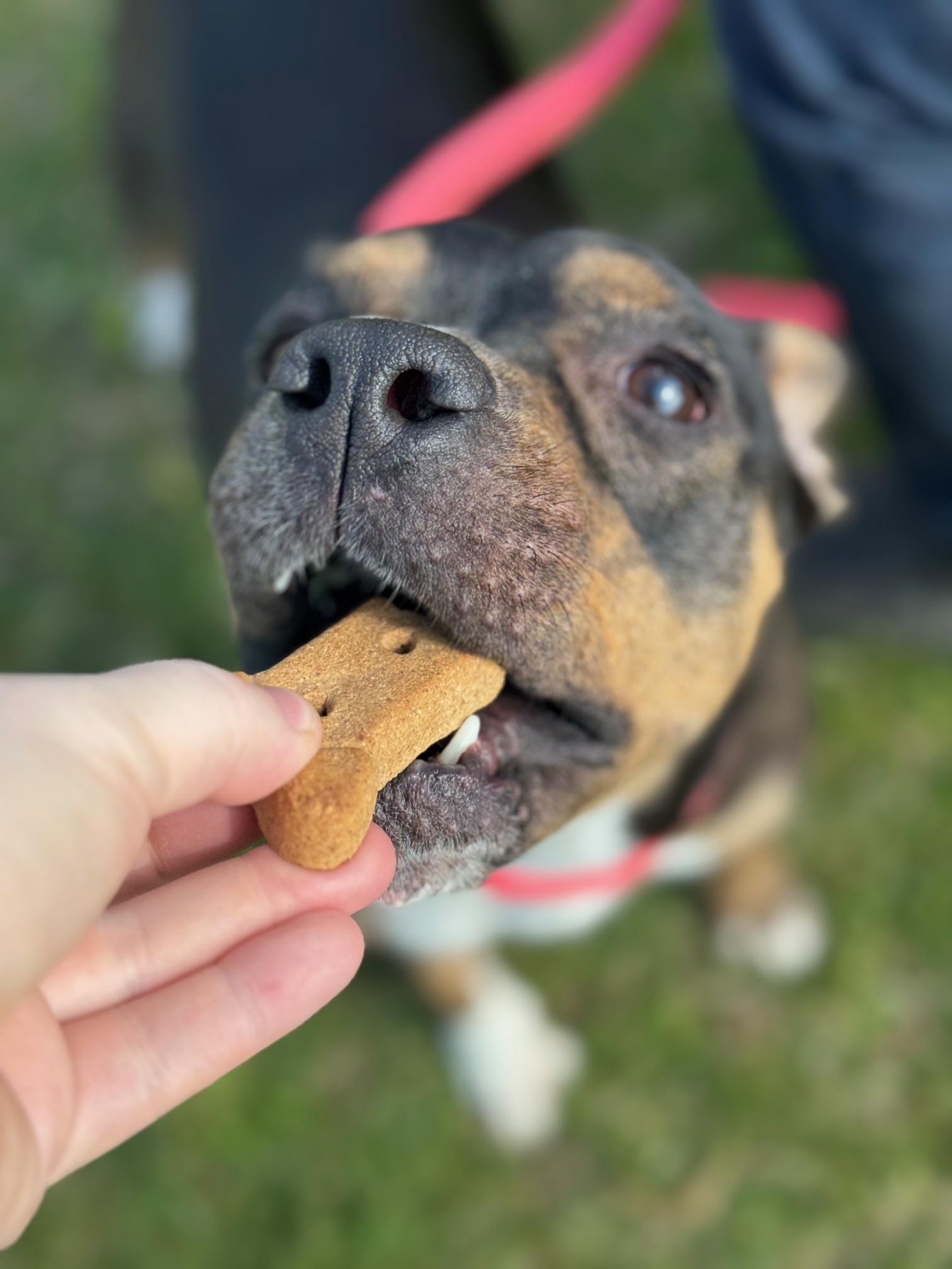 Enlarge Fergie, a ADOPTABLE mixed breed in Benton Harbor, MI image 6/6