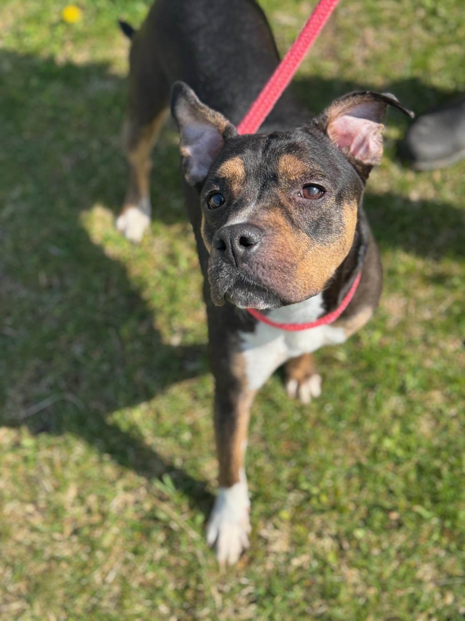 Enlarge Fergie, a ADOPTABLE mixed breed in Benton Harbor, MI image 4/6