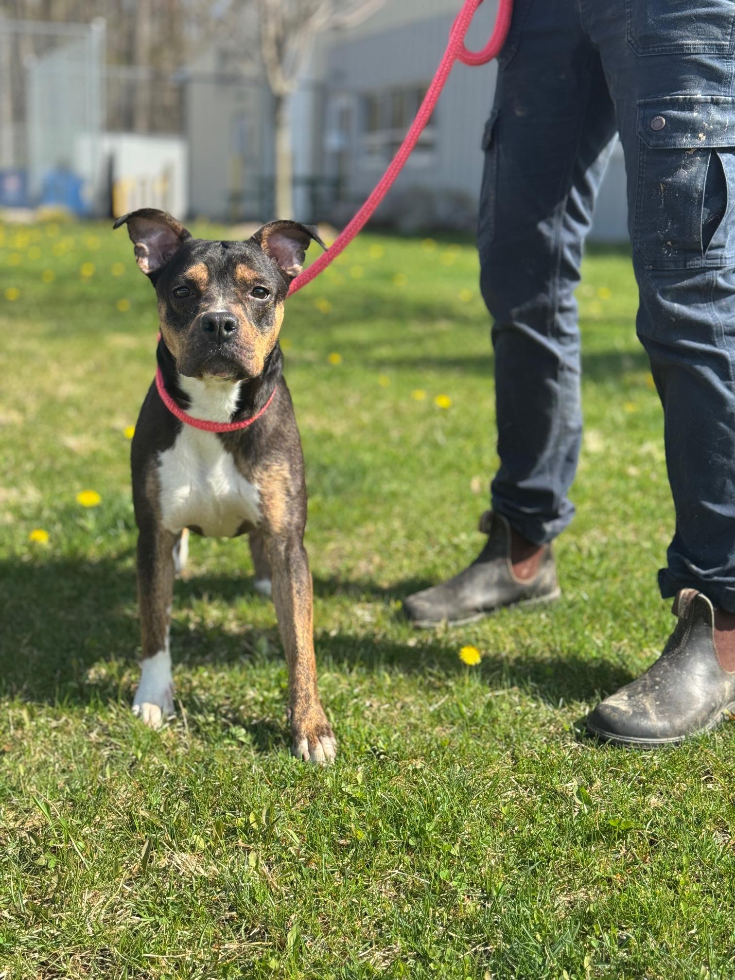 Enlarge Fergie, a ADOPTABLE mixed breed in Benton Harbor, MI image 5/6