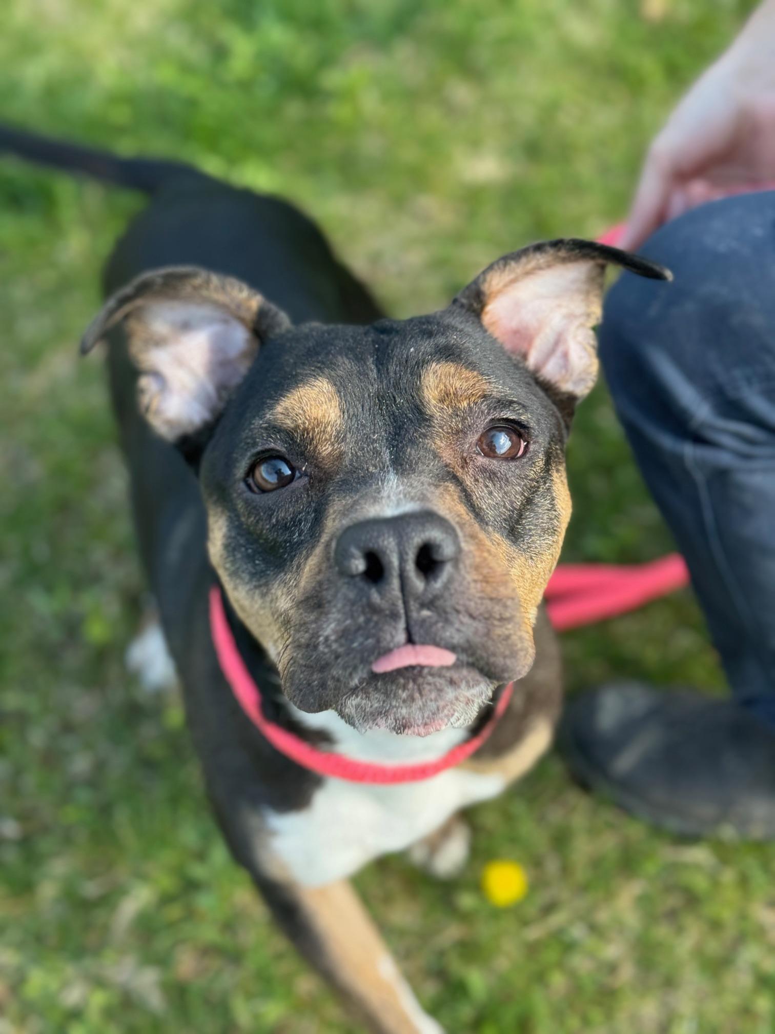 Enlarge Fergie, a ADOPTABLE mixed breed in Benton Harbor, MI image 2/6