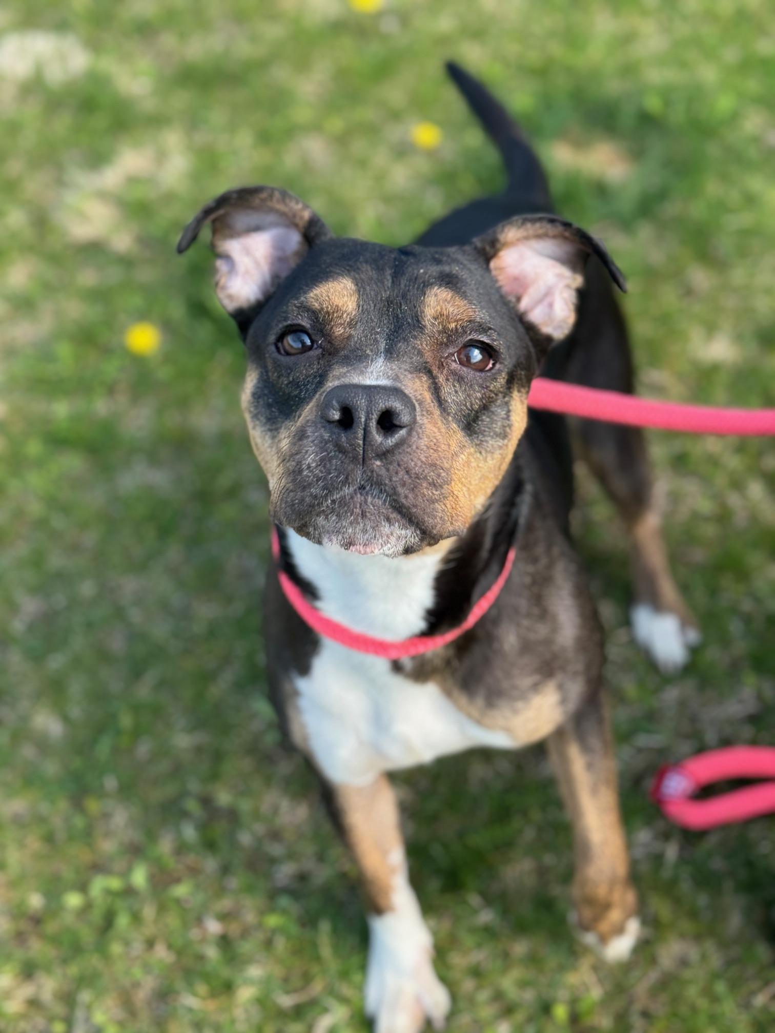 Enlarge Fergie, a ADOPTABLE mixed breed in Benton Harbor, MI image 1/6