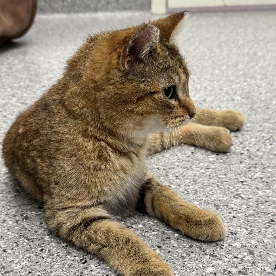 Lucky, an adoptable Domestic Short Hair in Morris, MN image 4/5