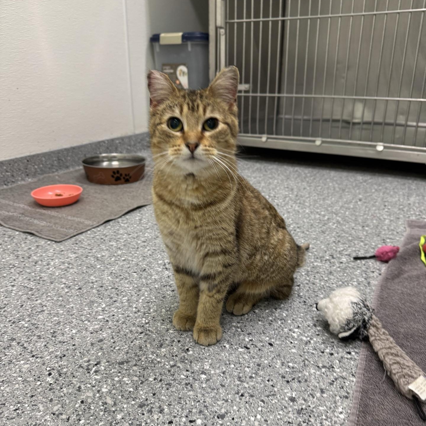Lucky, adoptable, Young Female Domestic Short Hair.