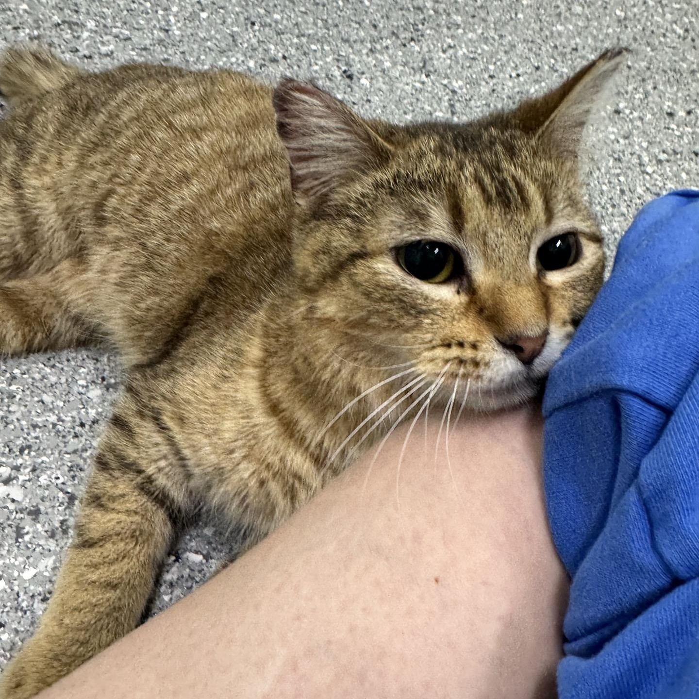 Lucky, an adoptable Domestic Short Hair in Morris, MN image 3/5