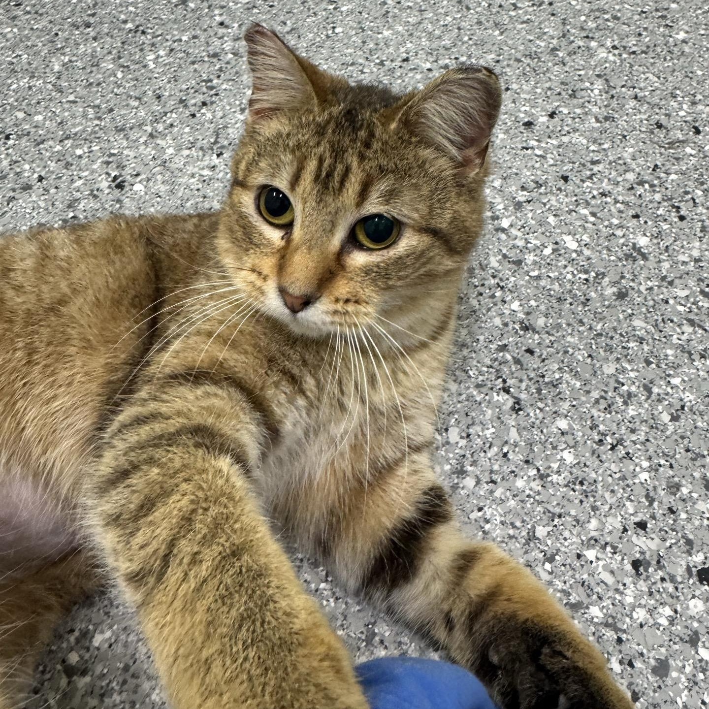 Lucky, an adoptable Domestic Short Hair in Morris, MN image 5/5