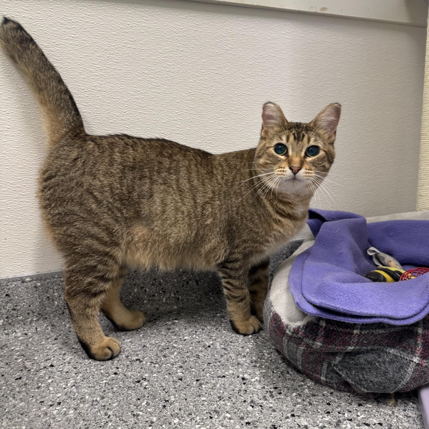 Lucky, an adoptable Domestic Short Hair in Morris, MN image 2/5