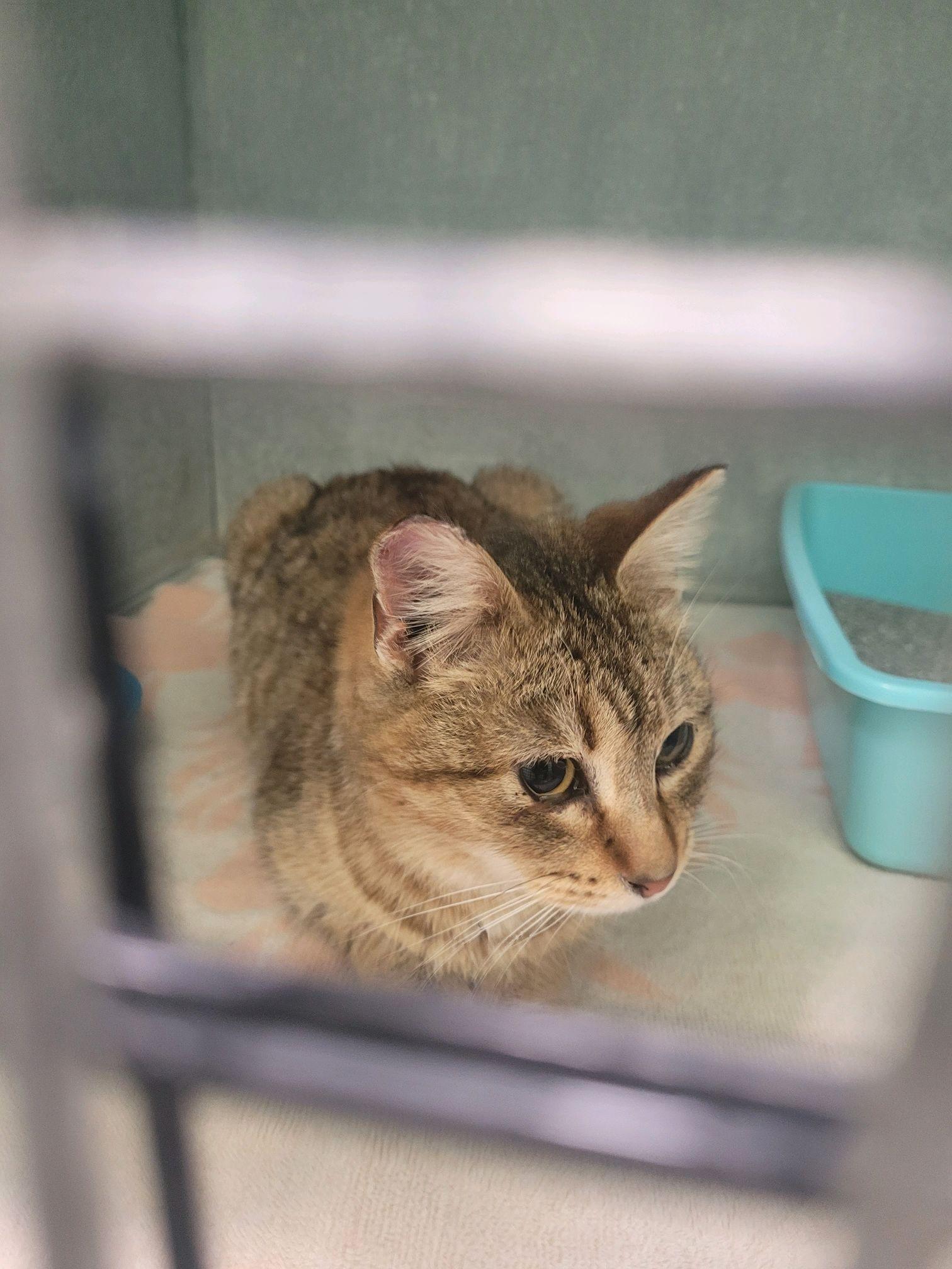 Lucky, Adoptable, Young Female Domestic Short Hair.