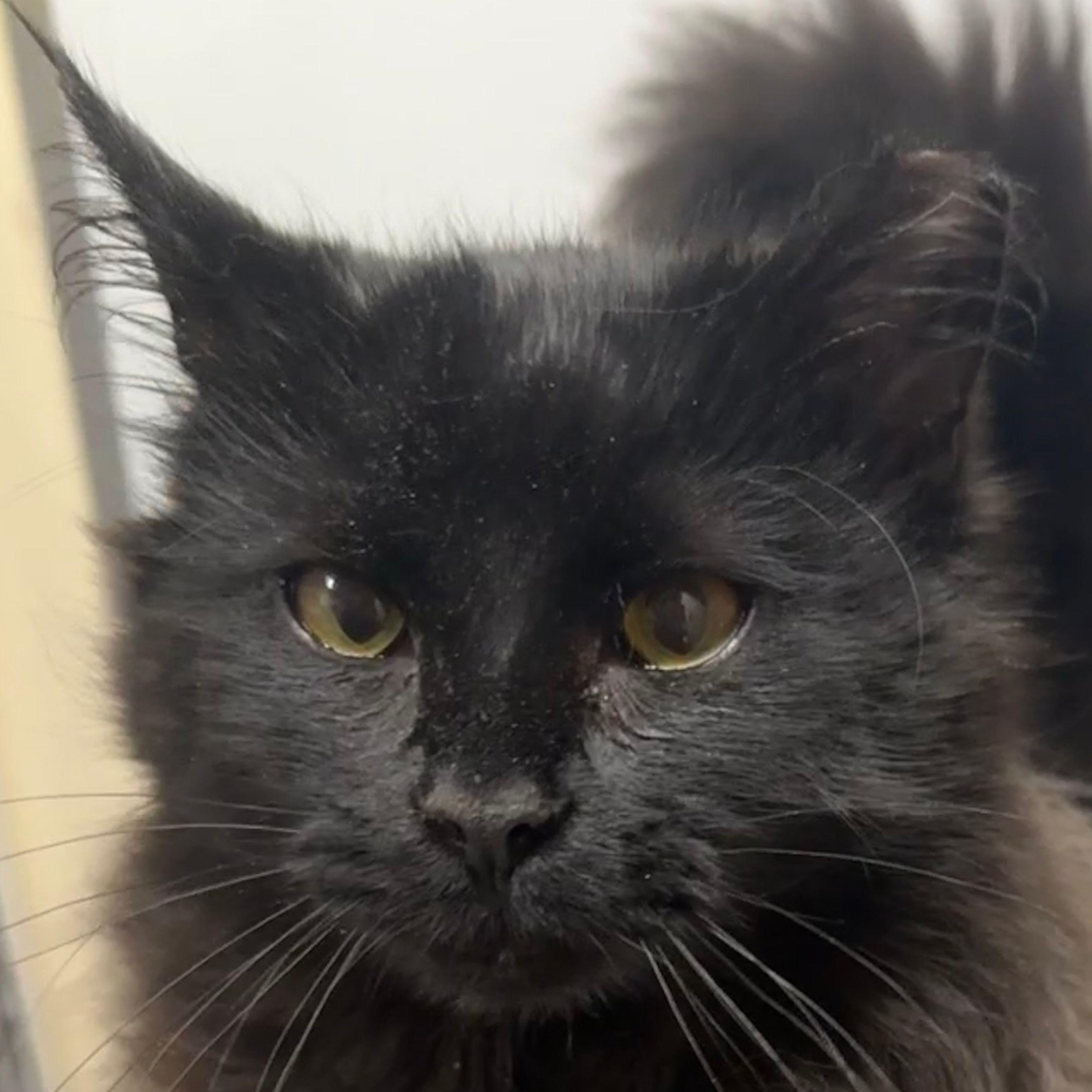 Binx, Adopted, Young Male Domestic Medium Hair.