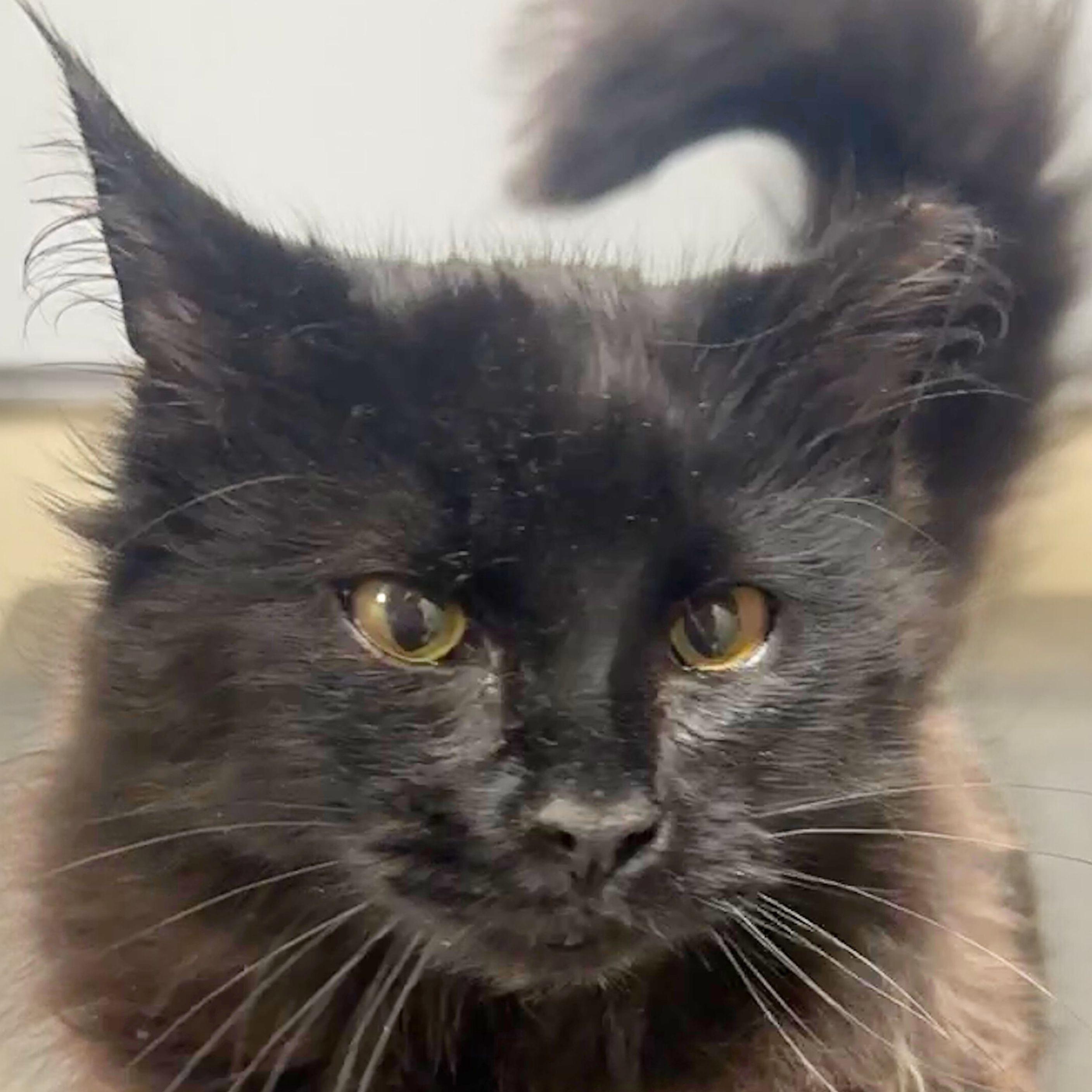 Binx, a Adopted mixed breed in Santa Fe, NM image 2/5