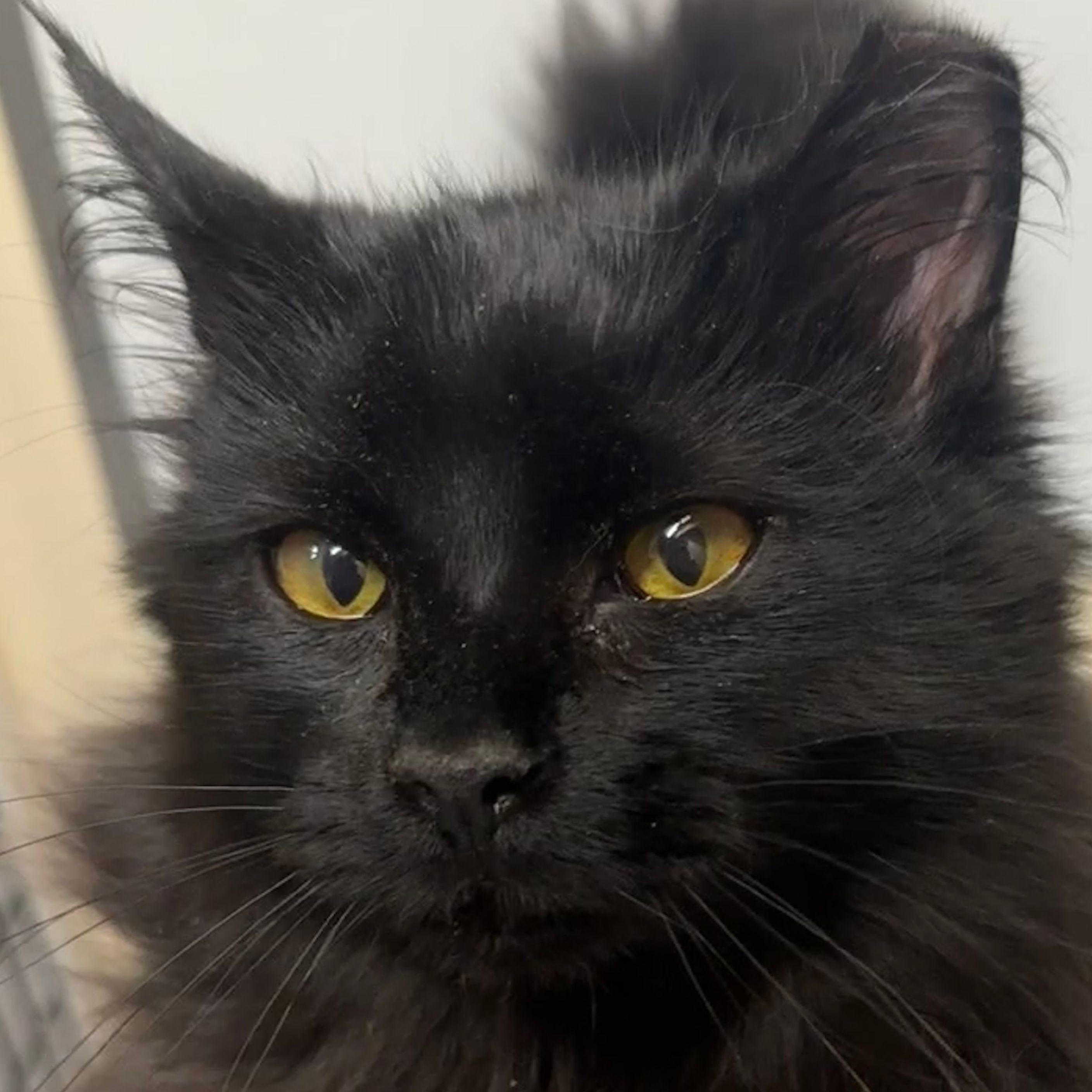 Binx, a Adopted mixed breed in Santa Fe, NM image 4/5