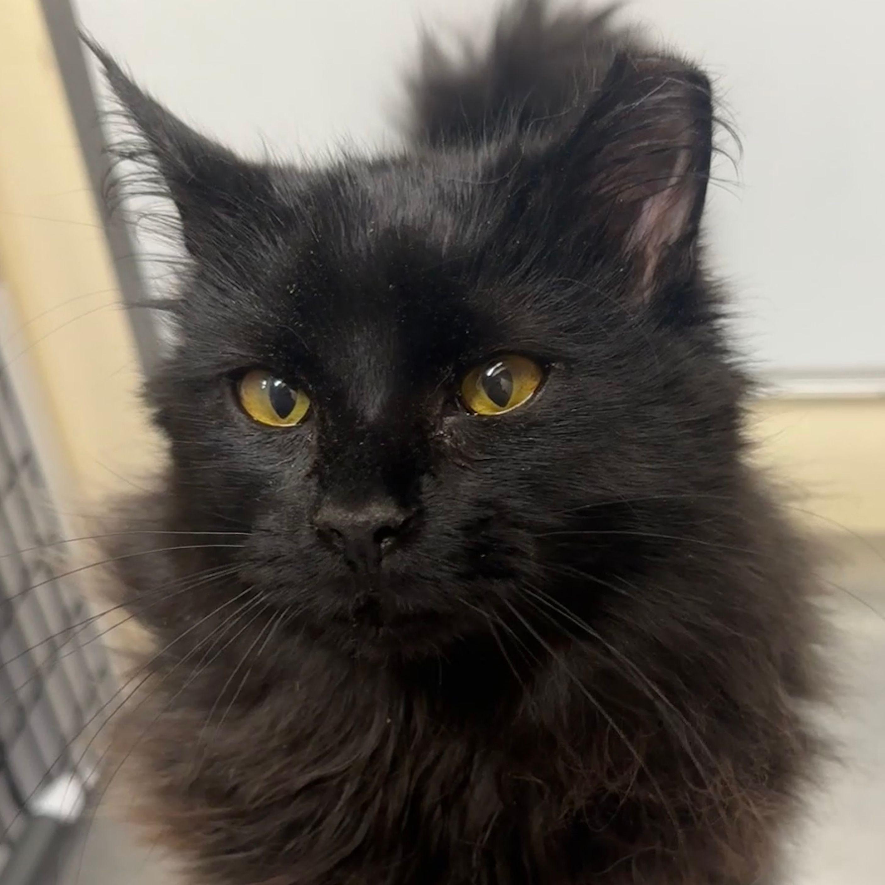 Binx, a Adopted mixed breed in Santa Fe, NM image 5/5