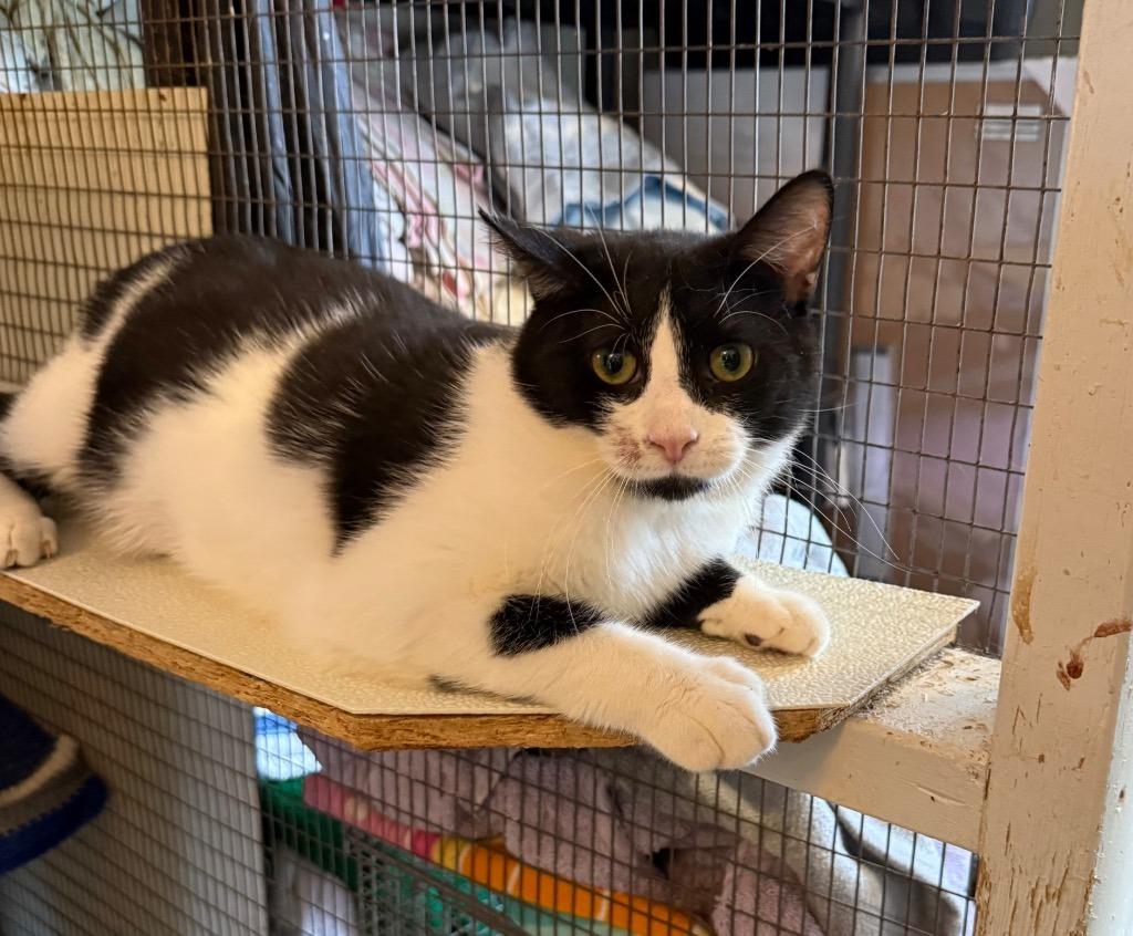 Enlarge Mr.  Man, a ADOPTABLE Domestic Short Hair in St Regis Falls, NY image 1/1