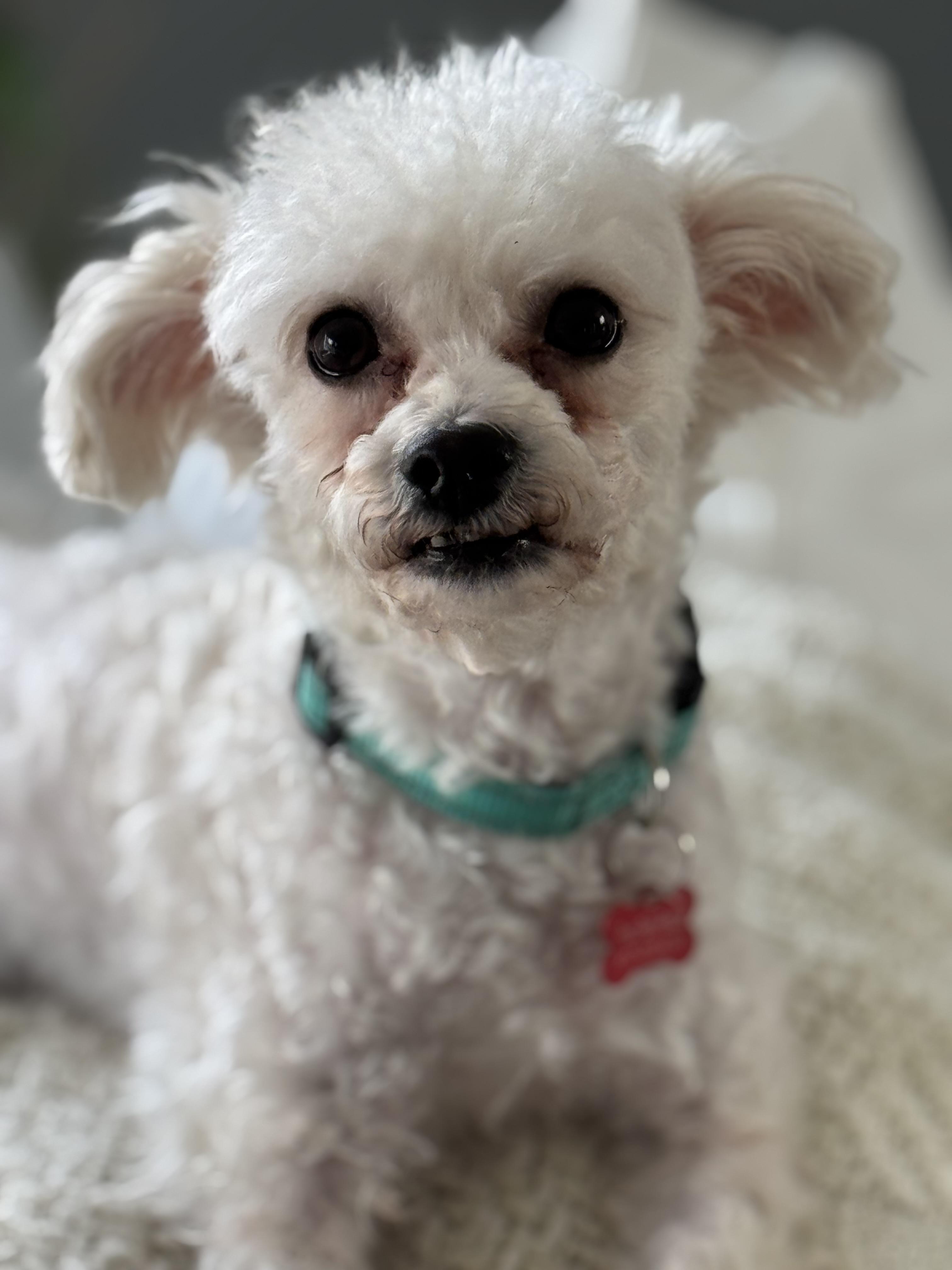 Barney, an adoptable Maltipoo in Long Beach, NY, 11561 | Photo Image 4
