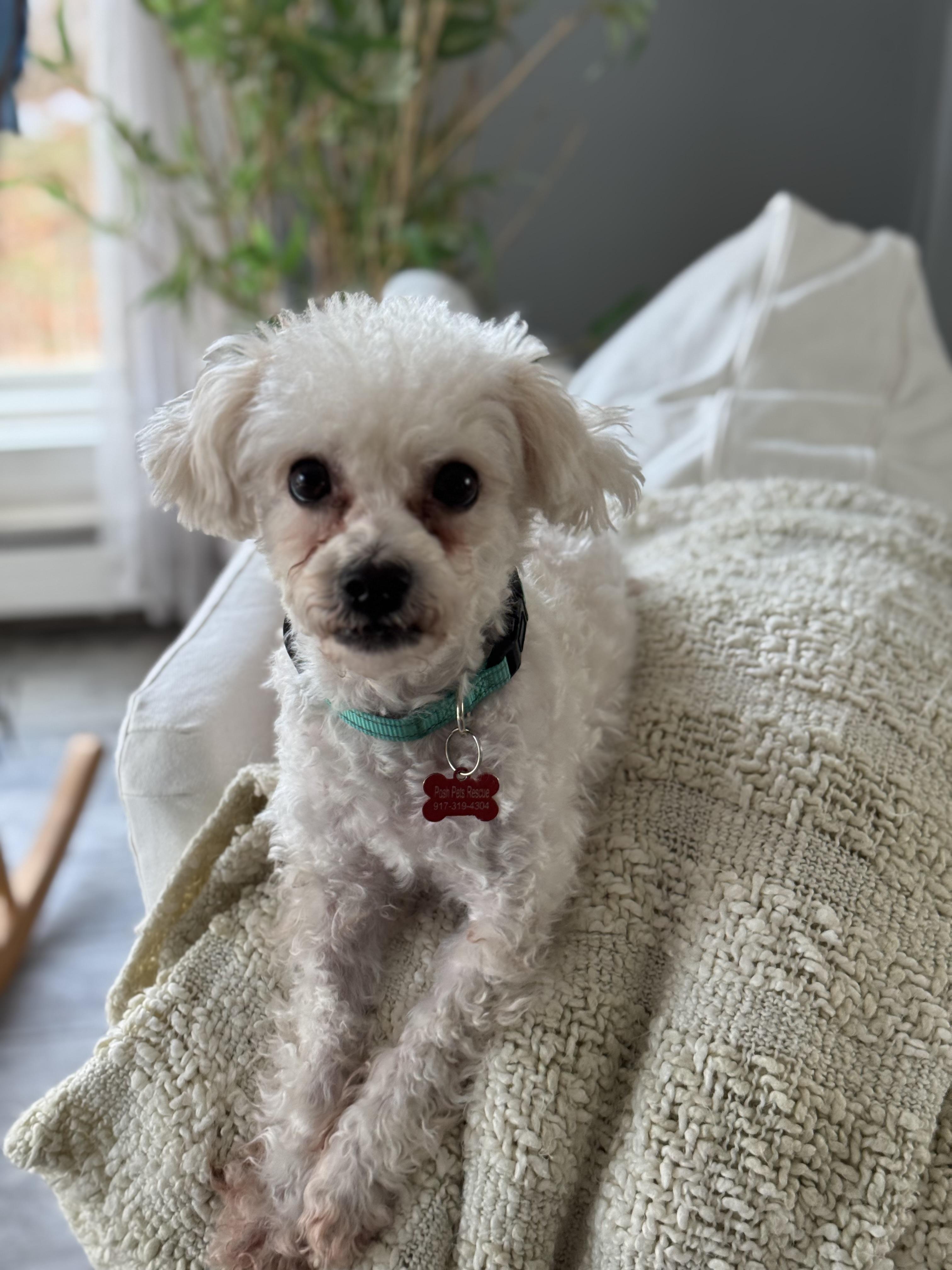 Barney, an adoptable Maltipoo in Long Beach, NY, 11561 | Photo Image 5