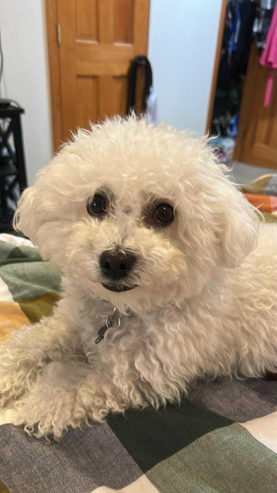 Barney, an adoptable Maltipoo in Long Beach, NY, 11561 | Photo Image 1