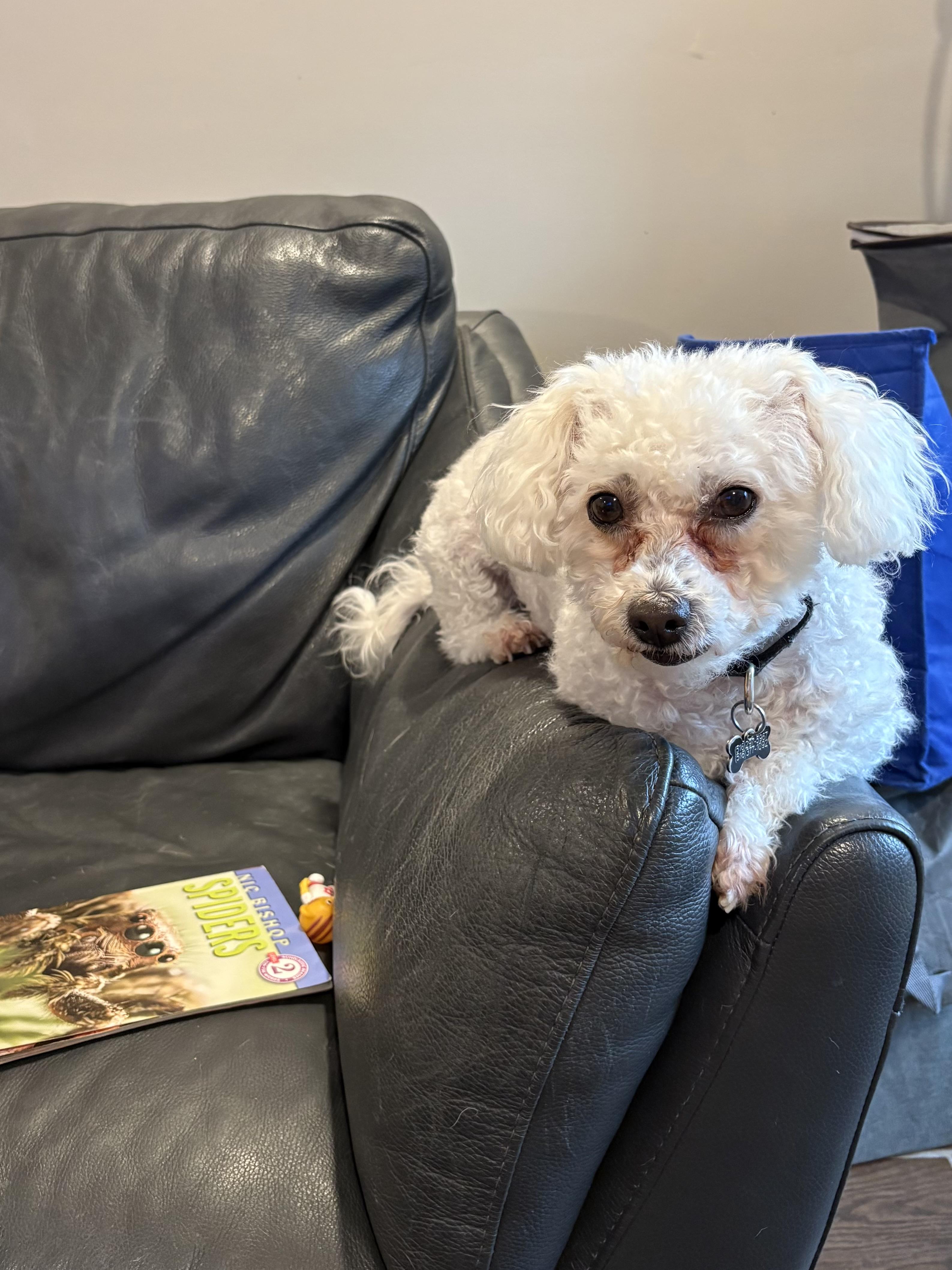 Barney, an adoptable Maltipoo in Long Beach, NY, 11561 | Photo Image 3