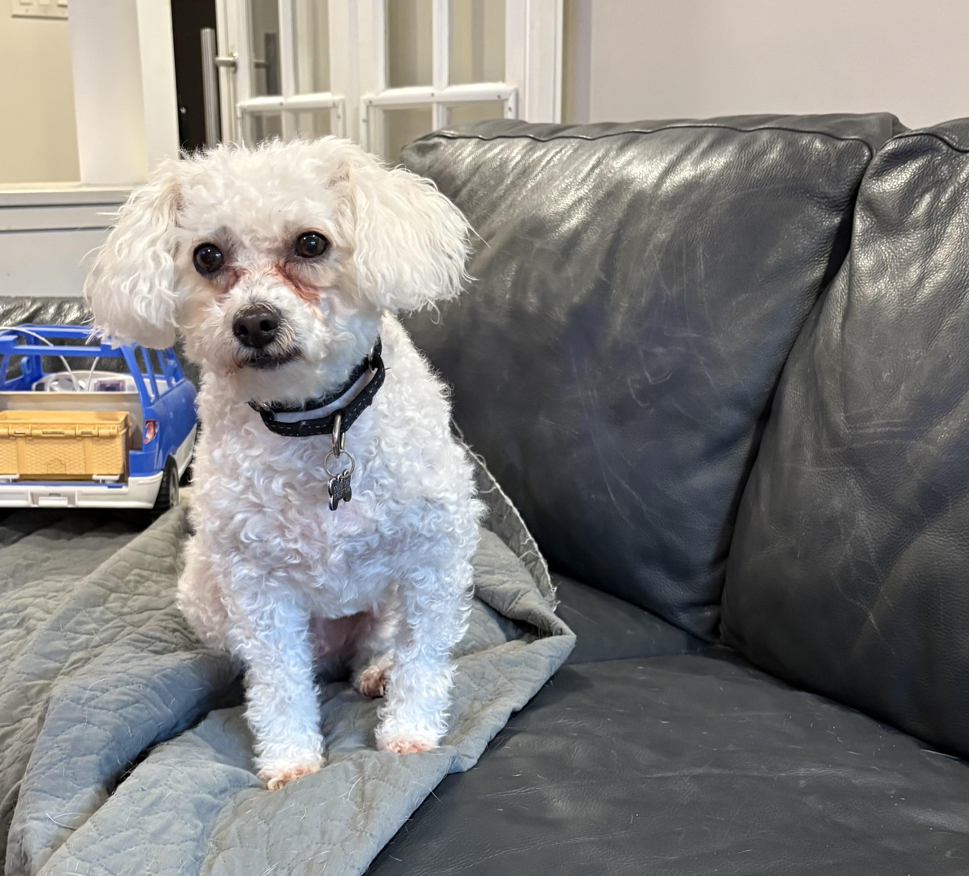 Barney, an adoptable Maltipoo in Long Beach, NY, 11561 | Photo Image 2