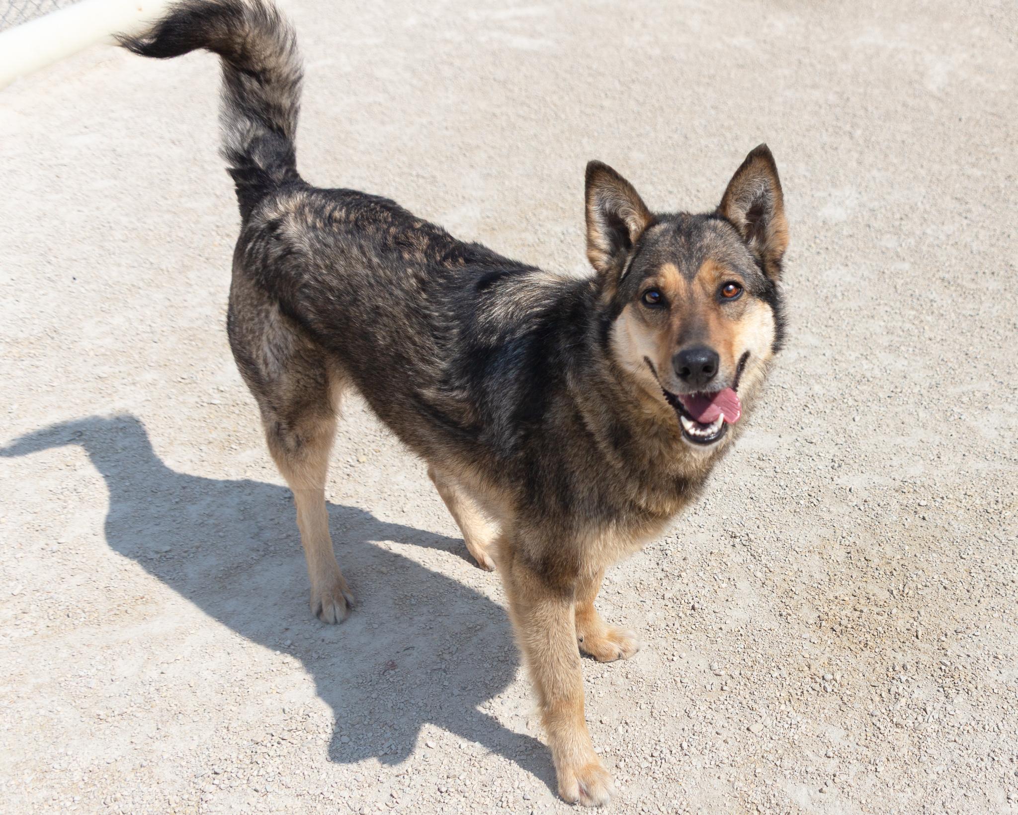 Xena, an adoptable German Shepherd Dog in Winnipeg, MB, R3E 3N8 | Photo Image 2