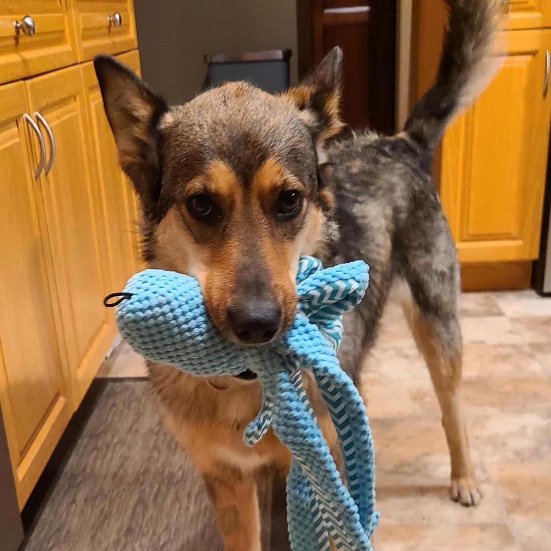 Xena, an adoptable German Shepherd Dog in Winnipeg, MB, R3E 3N8 | Photo Image 3