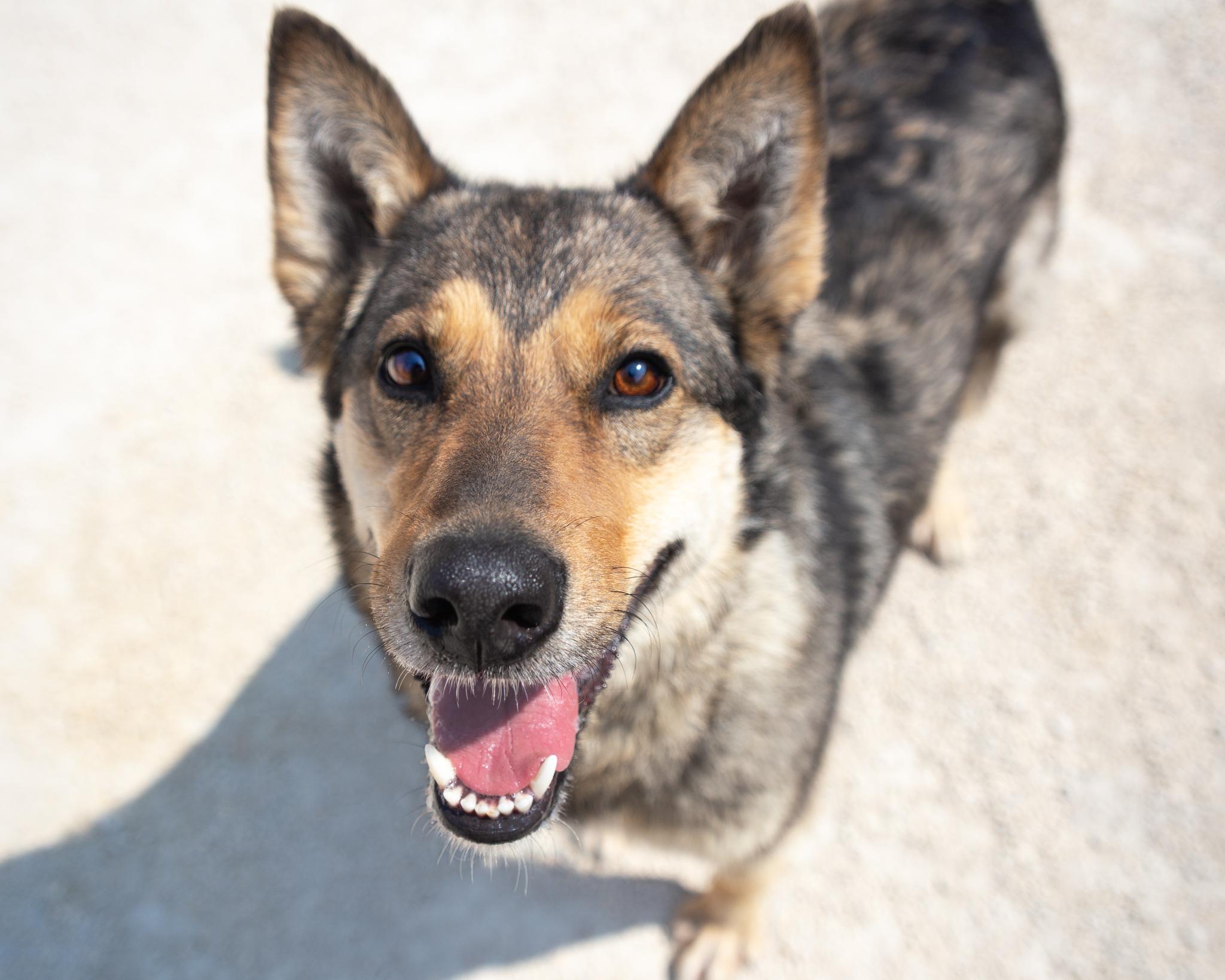 Xena, an adoptable German Shepherd Dog in Winnipeg, MB, R3E 3N8 | Photo Image 1