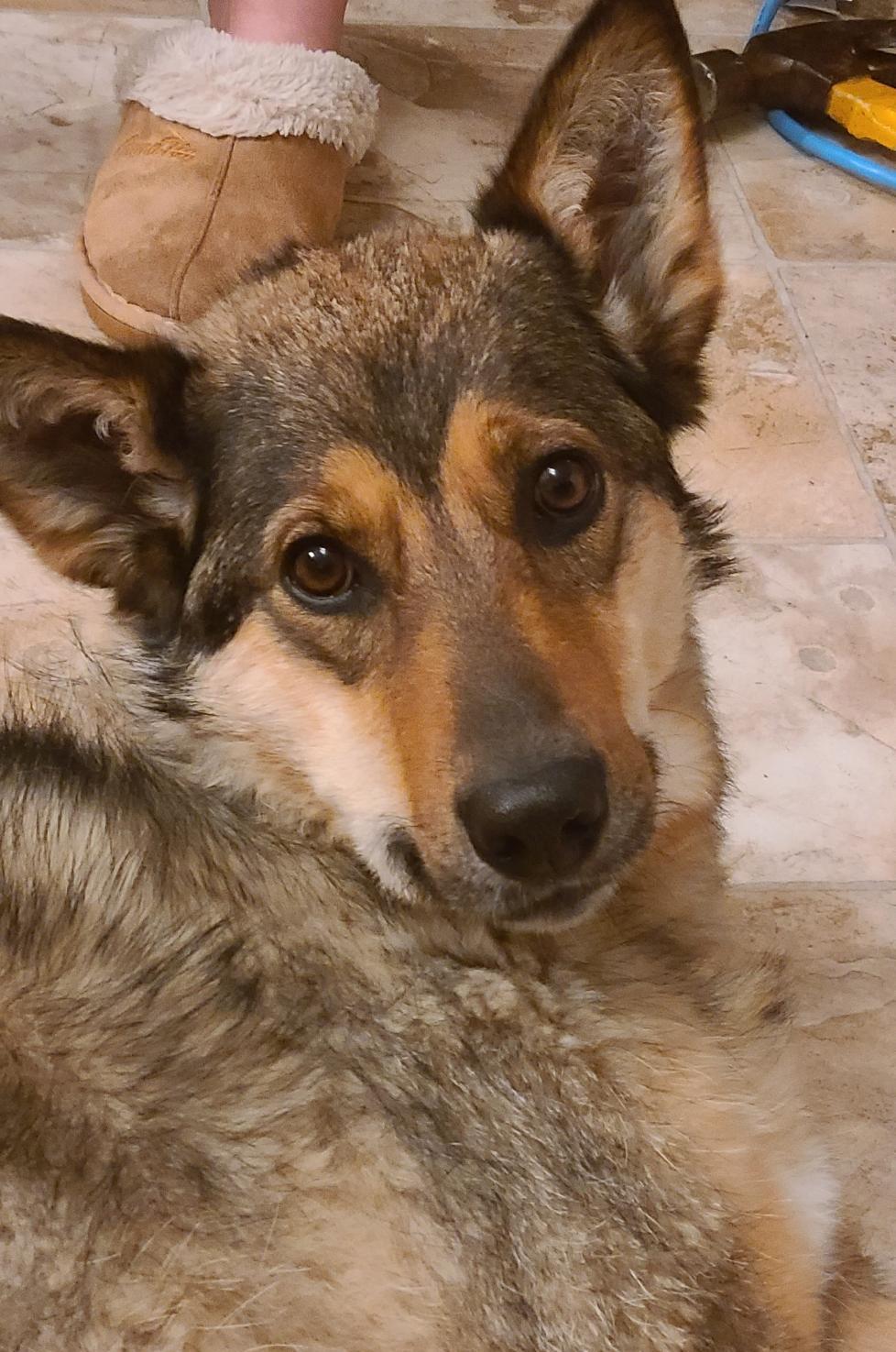 Xena, an adoptable German Shepherd Dog in Winnipeg, MB, R3E 3N8 | Photo Image 2