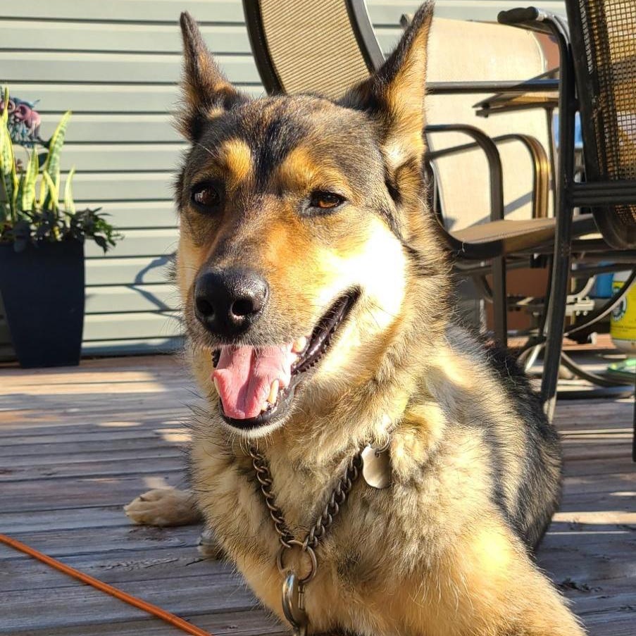 Xena, an adoptable German Shepherd Dog in Winnipeg, MB, R3E 3N8 | Photo Image 4