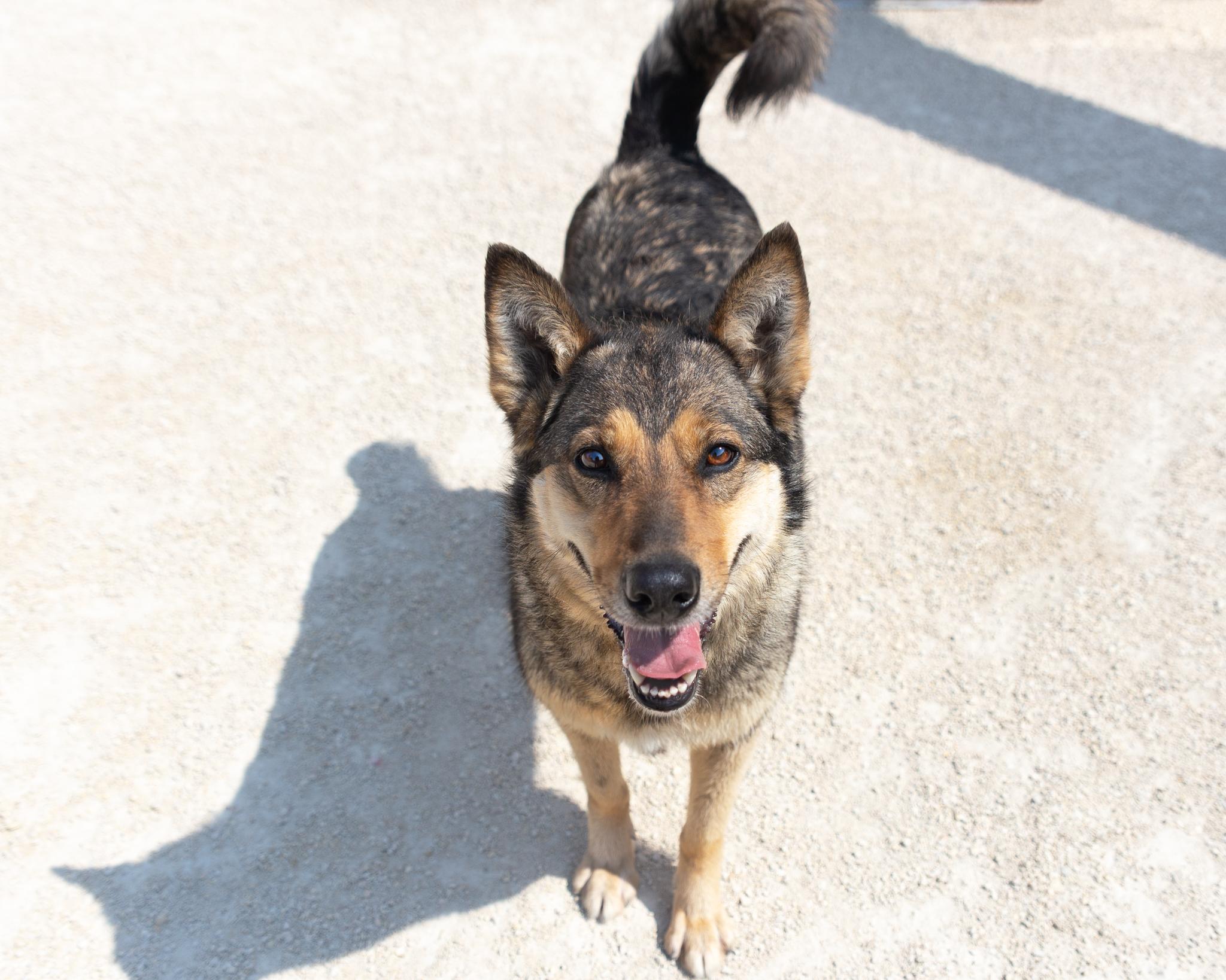 Xena, an adoptable German Shepherd Dog in Winnipeg, MB, R3E 3N8 | Photo Image 3