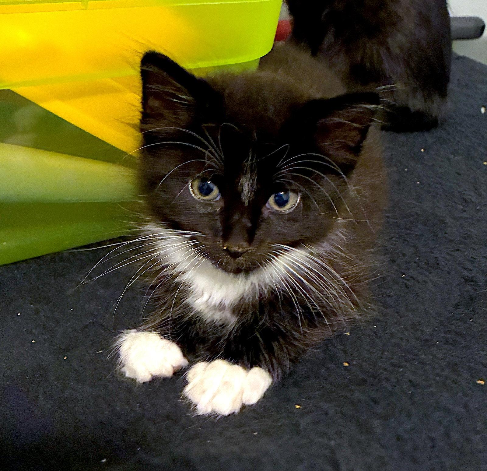 CLOVER - Bonded with Robin, Adopted, Kitten Male Domestic Short Hair.