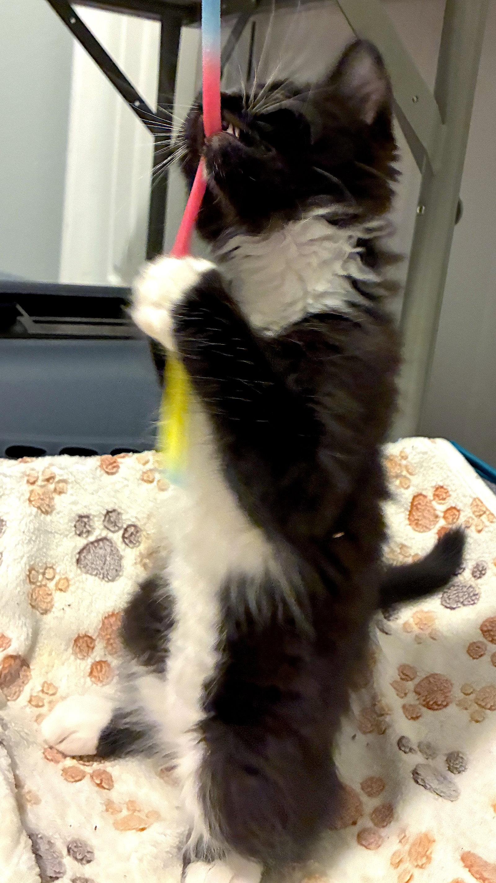 CLOVER - Bonded with Robin, a Adopted Domestic Short Hair in Fremont, CA image 2/3