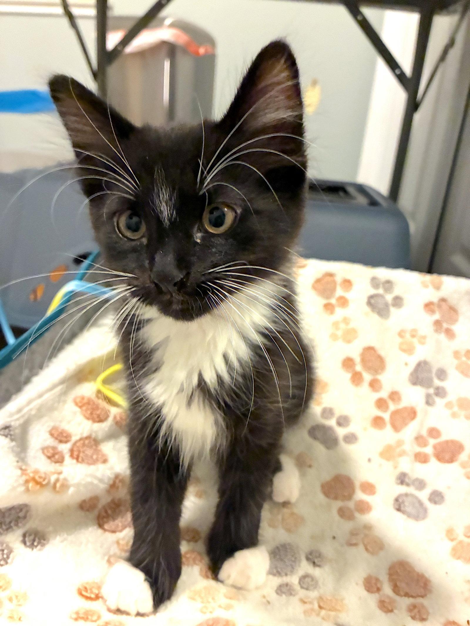 CLOVER - Bonded with Robin, a Adopted Domestic Short Hair in Fremont, CA image 3/3