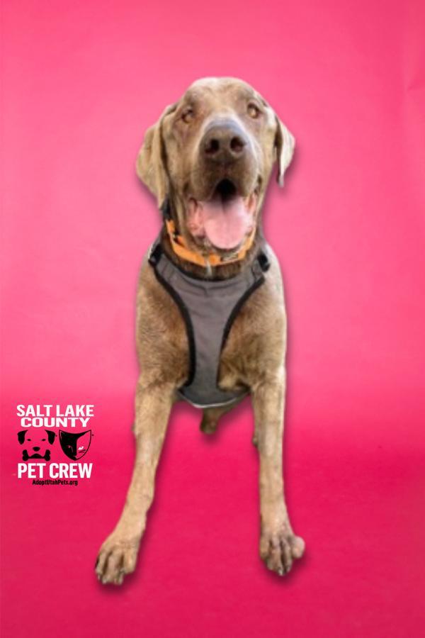 Enlarge Moises, a Adoptable mixed breed in Salt Lake City, UT image 6/6