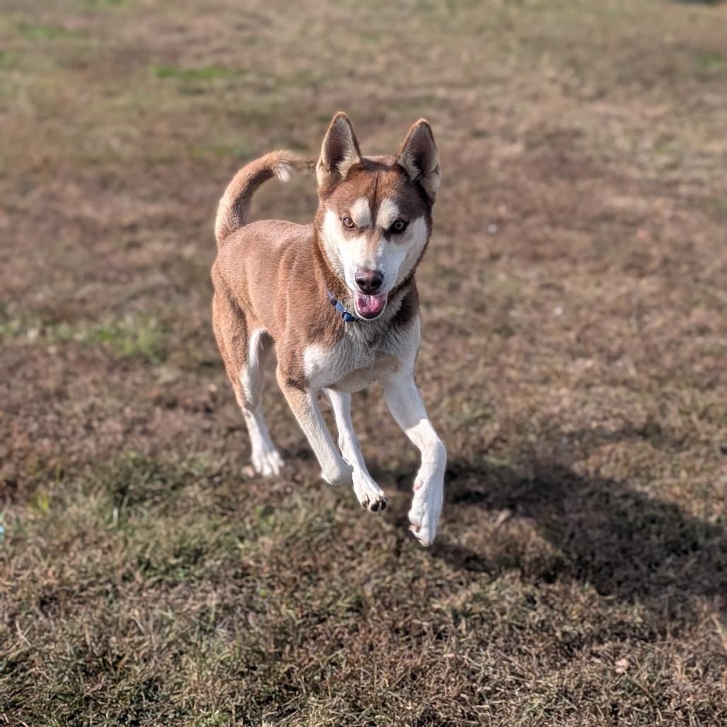 Woodstock, Adoptable, Young Male Husky.