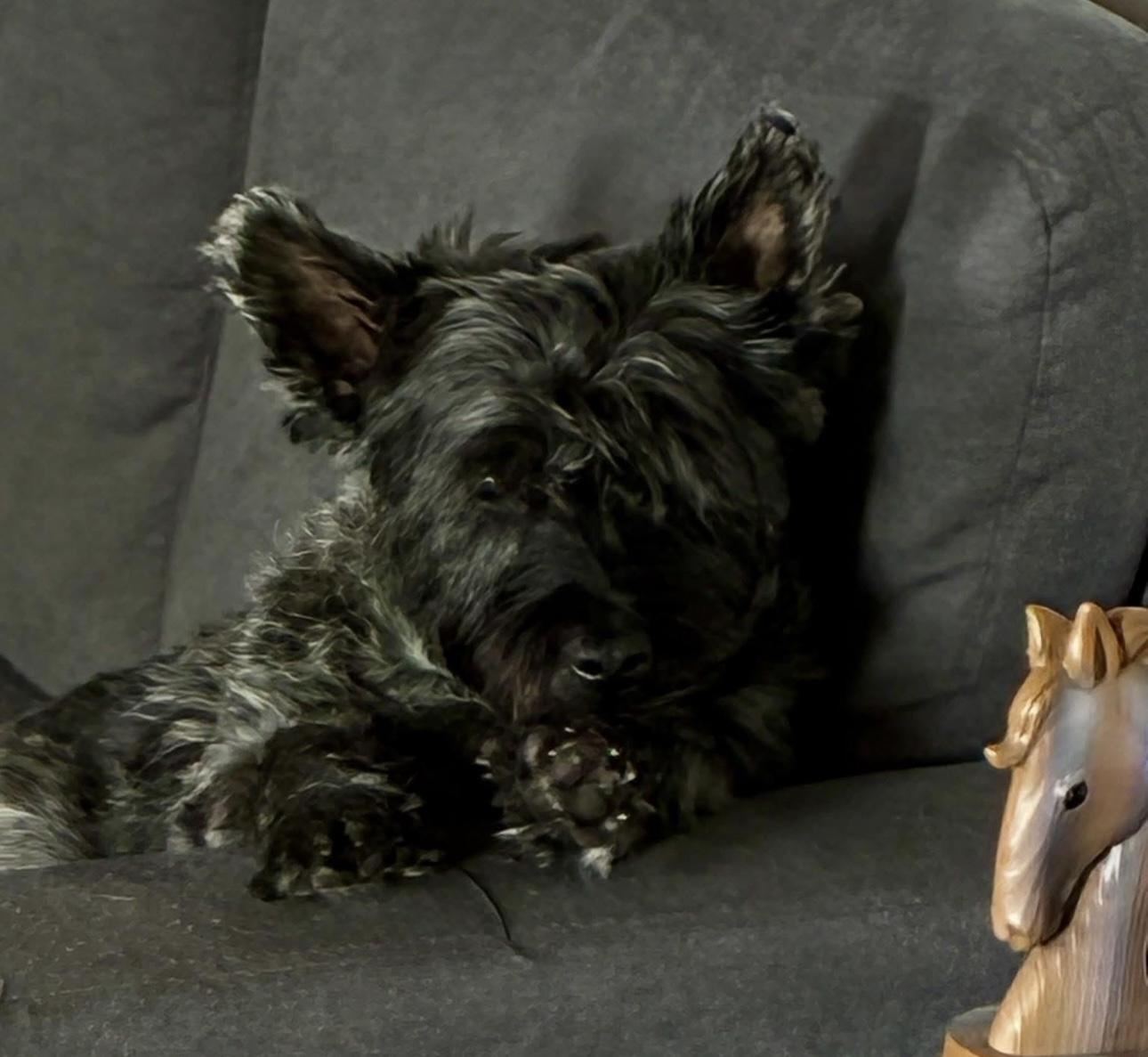 Dolly, Adopted, Adult Female Mixed Breed.